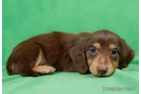 成約済の東京都のミニチュアダックスフンド(ロングヘアード)-226457の4枚目